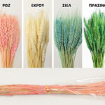 Wheat 70 εκ.