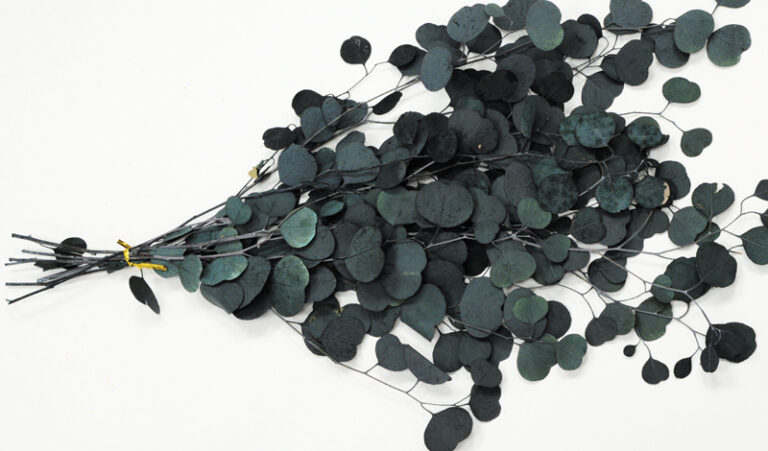 Eucalyptus 75 εκ.