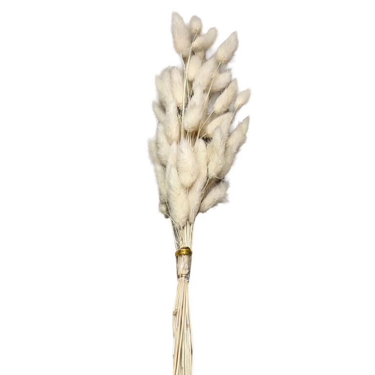 Μπουκέτο αποξηραμένα Bunny Tails 25 κλαδιά μπεζ